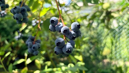 blueberries on the bush, berries © korniichukd