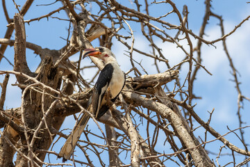 African red-billed hornbill looking back while perched on a thorny branch in Tarangire National Park Tanzania © Joao Vieira