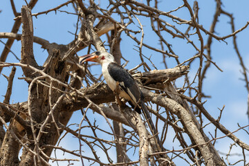 Red-billed hornbill perched on a dry tree branch in Tarangire National Park Tanzania © Joao Vieira