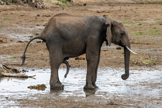 Male African elephant urinating and defecating with a visible erection in Tarangire National Park Tanzania