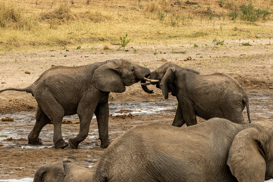 Two African elephants sparring with tusks at a muddy waterhole in Tarangire National Park Tanzania