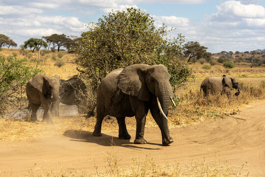 Large African elephant bull with long tusks walking on a dirt track in Tarangire National Park Tanzania