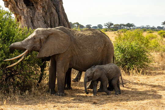 African elephant and calf feeding on bushes next to a baobab tree trunk in Tarangire National Park Tanzania