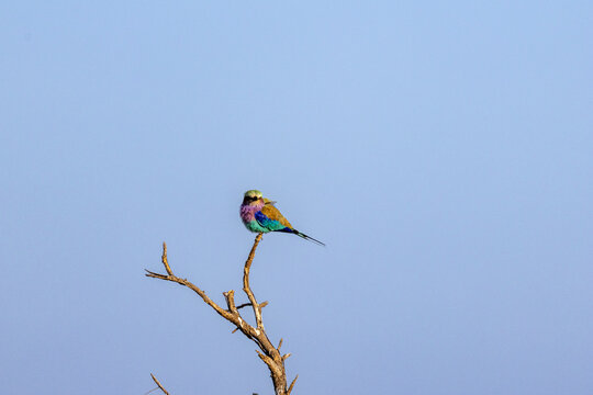 Lilac-breasted roller perched on a bare branch against a blue sky in Tarangire National Park Tanzania