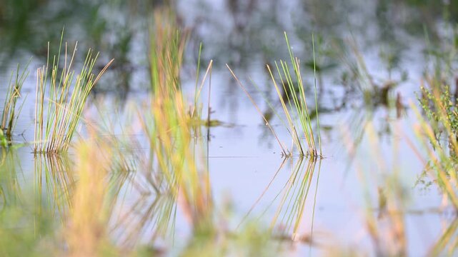 Common reeds planted at the water's edge to restore and naturalize the banks of a pond in summer. Juncus effusus, Indre-et-Loire 37, r&eacute;gion Centre Val de Loire, France, European Union, Europe