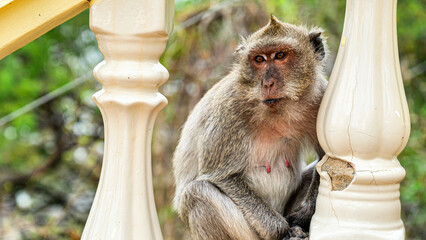 Wild Macaque Monkey Sitting on White Temple Railing at Buddhist Temple © NARONG