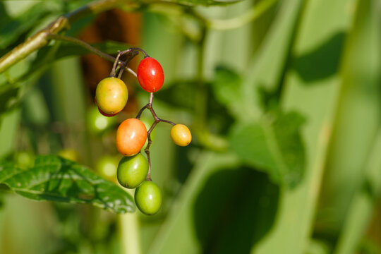 Ripening bittersweet nightshade berries at different stages of maturity growing on a wild vine