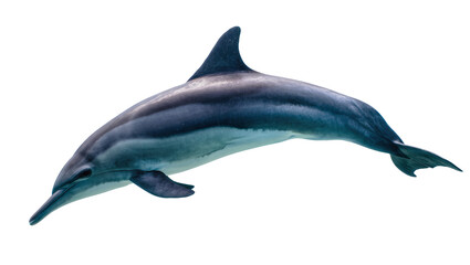 Striped dolphin swimming gracefully, isolated on transparent background © Maria