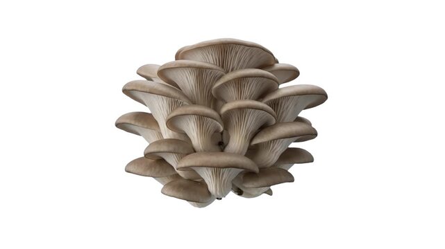 A realistic 3D cluster of fresh oyster mushrooms floats against a clean white background. Perfect for culinary advertisements, healthy eating campaigns, and cooking tutorials.