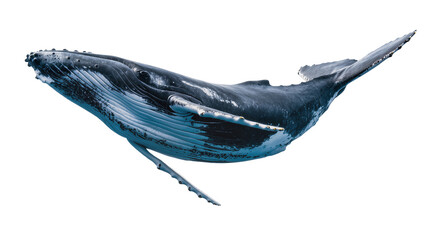 Majestic humpback whale swimming, isolated on transparent background © Denis