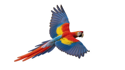 Scarlet macaw parrot with vibrant red yellow and blue plumage, isolated on transparent background © Maria
