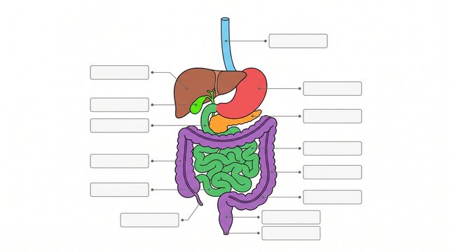 Minimalist human gastrointestinal tract diagram with empty text boxes for biology education