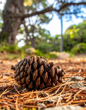 Pi&ntilde;a de pino sobre un suelo de hojas secas en un bosque mediterr&aacute;neo en el verano, concepto de combustible forestal, riesgo de incendio, sequ&iacute;a, prevenci&oacute;n y conservaci&oacute;n del medio ambiente