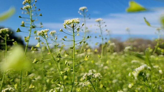 A vibrant close-up of shepherd's purse wildflowers blooming in a lush green meadow under a clear blue sky on a bright sunny day.