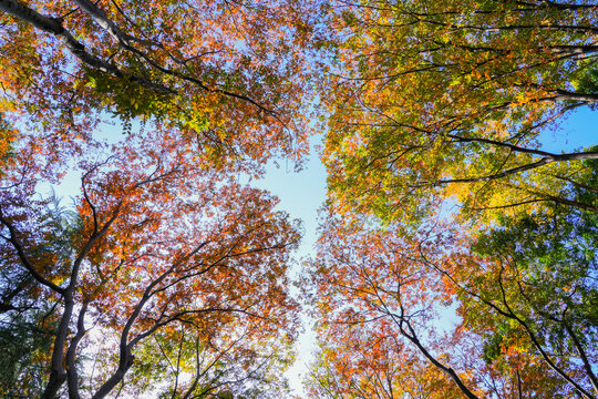 Low angle upward symmetrical V-shaped autumn tree canopy, red orange yellow green mixed fall leaves, branches frame bright blue sky