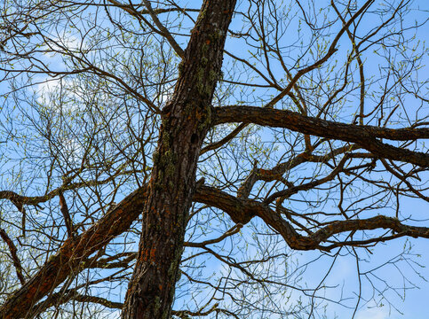 Closeup view of a tree trunk with textured bark and bare branches against a bright blue sky
