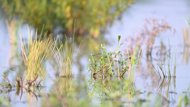 Common reeds planted at the water's edge to restore and naturalize the banks of a pond near a Pale persicaria plant. Juncus effusus, Persicaria lapathifolia, r&eacute;gion Centre, France, Europe