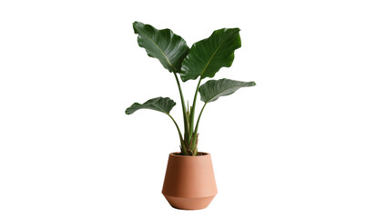 Large green philodendron plant in a terracotta pot, isolated on transparent background © Maria