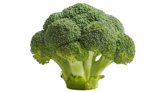 Fresh green broccoli head with dense florets, isolated on transparent background