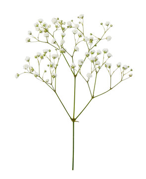 Sprig of white gypsophila flowers isolated on white or transparent background