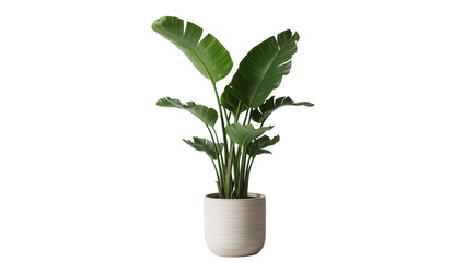 Large green Bird of Paradise plant in a textured ceramic pot, isolated on transparent background © Maria