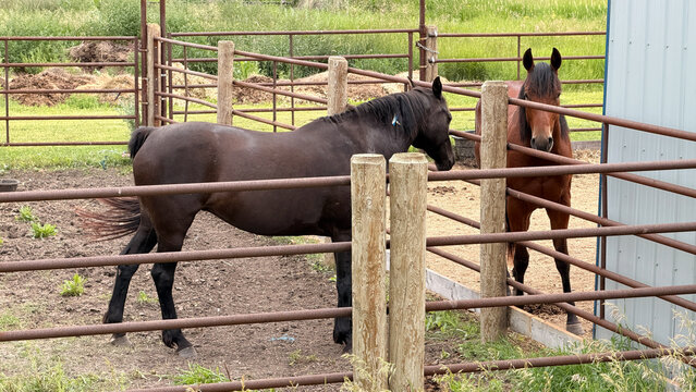 Two horses in rustic metal corral pen on rural farm property