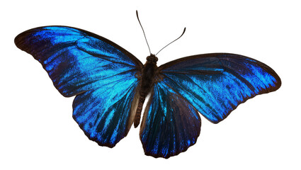 Vibrant blue butterfly with intricate wing patterns, isolated on transparent background © Maria