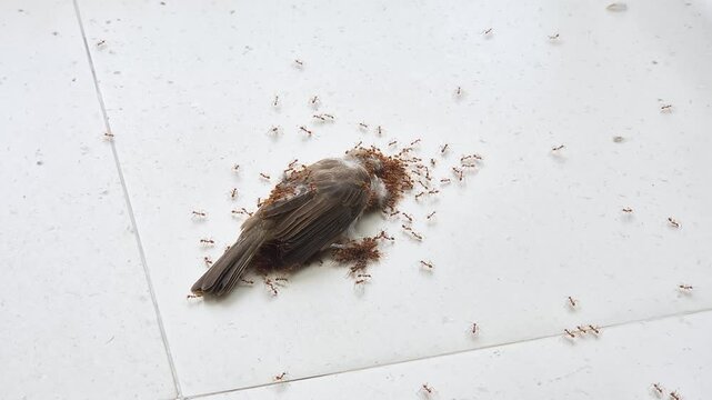 Dead bird covered in ants decomposing on white tile floor, representing nature cycle, pest infestation, insect activity, and wildlife decomposition footage.