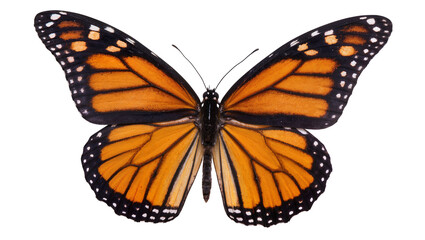 Monarch butterfly with orange and black wings, isolated on transparent background © Maria