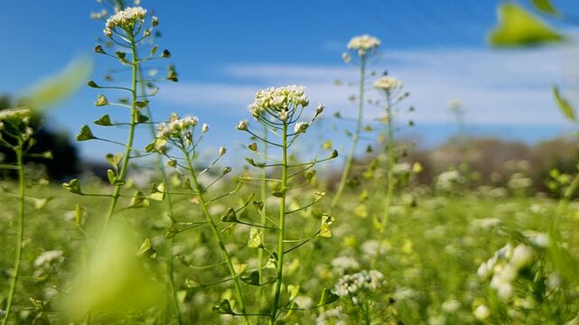 Shepherd's purse wildflowers bloom in a sunlit meadow under a clear blue sky during a bright spring day.