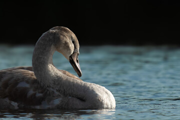 Swan swimming in the water © Laurie