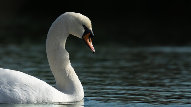Swan swimming in the water