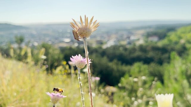 Delicate pink everlasting flowers (Xeranthemum annuum) bloom beautifully on a sunny hill in Crimea. This lovely, peaceful scene brings a wonderful sense of joy and gentle warmth.