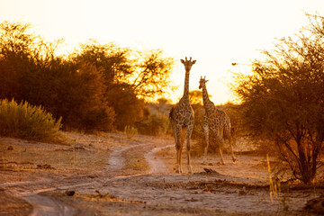 giraffe at sunset, Okavango Delta, Botswana, Africa © Marc Romanelli