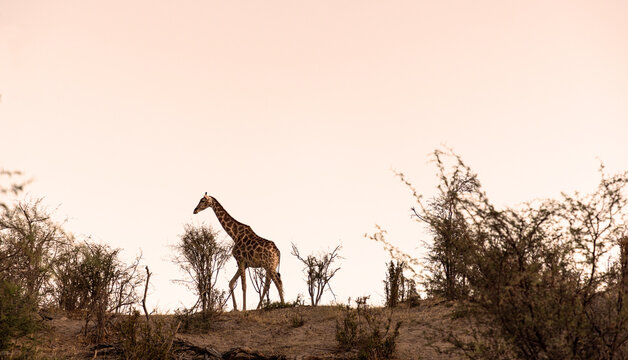 giraffe at sunset, Okavango Delta, Botswana, Africa