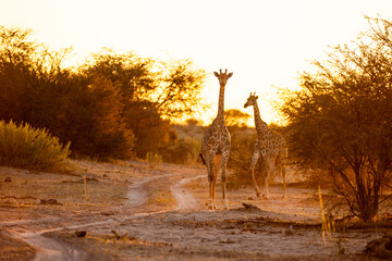 giraffe at sunset, Okavango Delta, Botswana, Africa © Marc Romanelli