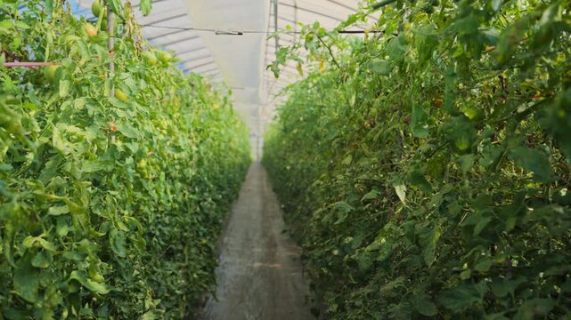 Narrow path between rows of lush tomato plants growing inside a large, modern greenhouse in. Sustainable farming and agribusiness of organic healthy food production during autumn season