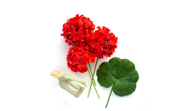 Pelargonium flower, garden geranium or zonal geranium Flowers on a white background. indoor plants	