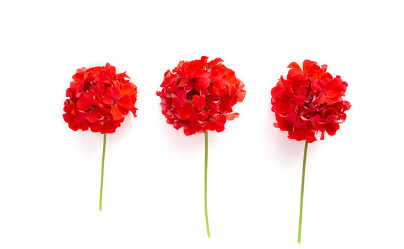 Pelargonium flower, garden geranium or zonal geranium Flowers on a white background. indoor plants	