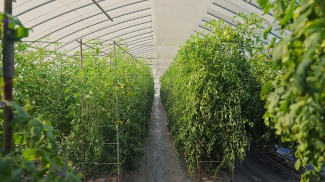 Rows of vibrant green tomato plants flourishing inside a large greenhouse in Japan. Sustainable agricultural practices and organic farming for fresh, healthy produce in a sunlit hothouse