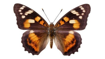 Detailed brown and orange butterfly with white spots, isolated on transparent background © Maria