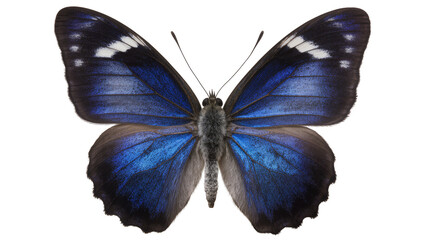 Vibrant blue and black butterfly with white spots, isolated on transparent background © Maria