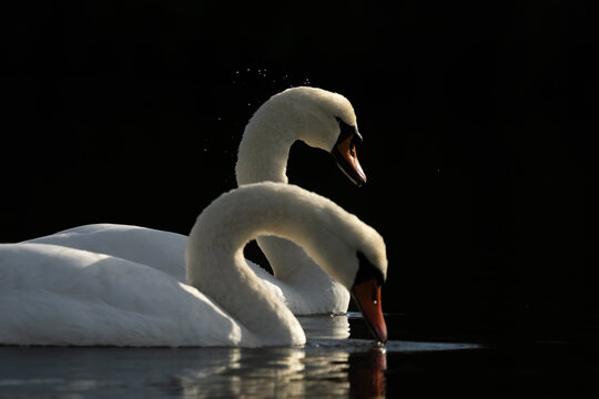 Swan swimming in the water