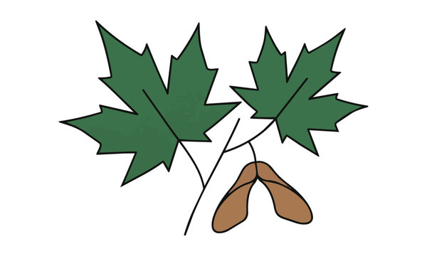 Minimalist botanical maple sprig with two leaves and a seed pod in deep forest green with bold black outlines on a solid white background nature design concept