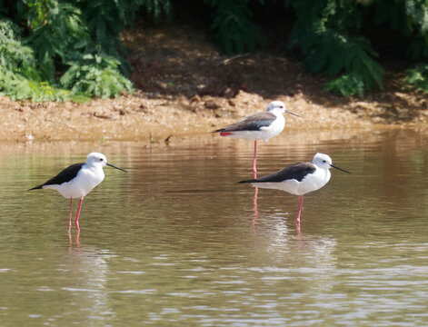 A stilt walker (Himantopus himantopus) in the water of a former saltworks on the island of Boa Vista, Cape Verde, Africa
