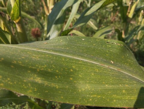 Close-up of a green corn leaf with striped texture and scattered yellow specks against a softly blurred field background.