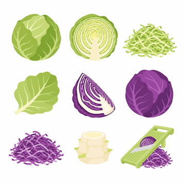 Vector set of green and purple cabbage showing whole heads, cross-sections, shredded piles, single leaf, core, and mandoline slicer preparation on white background.