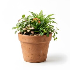 Fototapeta premium Terracotta Pot Filled with Lush Green Houseplants and Tiny Orange Flowers, Studio Shot
