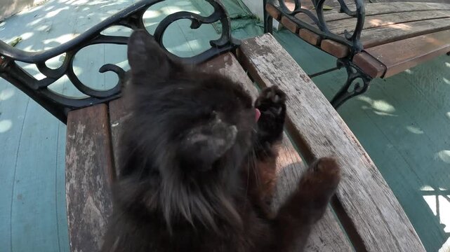 Black cat on the bench with scabies on his ears. It causes severe scratching, thick crusts on the ears and face, and hair loss.