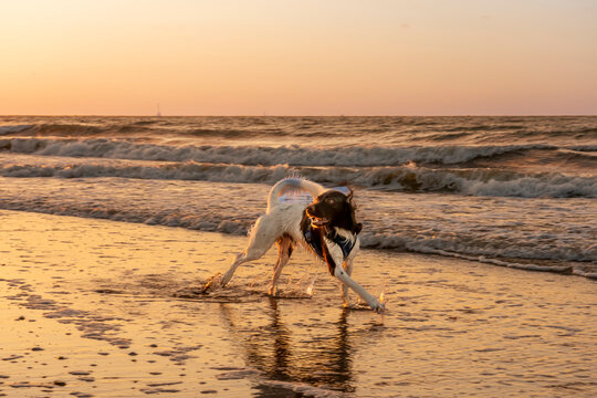 Saint-Aubin-Sur-Mer, France - 07 26 2026: A brown and white dog running on the beach with the sun and the jetty behind at golden hour